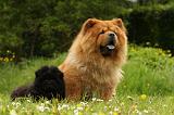 CHOW CHOW 527